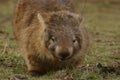 Wild native marsupial wombat eating green grass Royalty Free Stock Photo