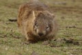 Wild native marsupial wombat eating green grass Royalty Free Stock Photo