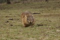 Wild native marsupial wombat eating green grass Royalty Free Stock Photo