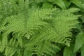 Wild Natural Green Ferns in a Shade Garden Royalty Free Stock Photo