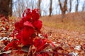 Wild natural landscape, late autumn season, bright red leaves closeup, bare branches of trees without leaves, cloudy weather with