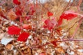 Wild natural landscape, late autumn season, bright red leaves closeup, bare branches of trees without leaves, cloudy weather with