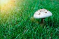 Wild natural mushroom on the field of green grass meadow with fresh sun flare in the morning