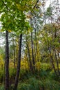 Wild part of park with maple trees and alders