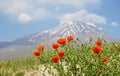 Wild natural poppy flowers with Damavand Peak in background