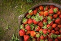 Wild Natural Red Strawberries, Strawberry in Iron Pot on