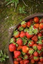 Wild Natural Red Strawberries, Strawberry In Rustic Iron Pot