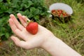 Wild Natural Red Strawberry in Child's Hand with G