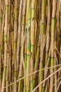 Wild natural sugar canes at Corfu Greece