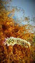 wild Natural whitish flower with dry grass background Royalty Free Stock Photo