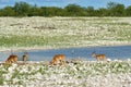 Wild nature, Africa