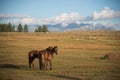 Wild nature of the Altai. A beautiful horses is grazing in the s Royalty Free Stock Photo