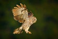 Wild nature with bird. Flying Eurasian Tawny Owl.