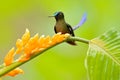 Wild nature bird. Hummingbird Long-tailed Sylph, Aglaiocercus kingi with orange yellow flower. Hummingbird from Colombia in the