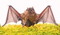 Wild nature. Forelimbs adapted as wings. Mammals naturally capable of true and sustained flight. Bat emit ultrasonic Royalty Free Stock Photo