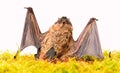 Wild nature. Forelimbs adapted as wings. Mammals naturally capable of true and sustained flight. Bat emit ultrasonic