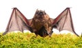 Wild nature. Forelimbs adapted as wings. Mammals naturally capable of true and sustained flight. Bat emit ultrasonic Royalty Free Stock Photo