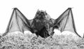 Wild nature. Forelimbs adapted as wings. Mammals naturally capable of true and sustained flight. Bat emit ultrasonic Royalty Free Stock Photo