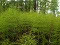 Wild nature forest close-up fresh green horsetail on the background of forest trees