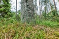 Wild nature landscape of an old trunk covered in moss and dry winter grass in an overgrown forest near La Palma, Canary Royalty Free Stock Photo