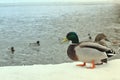 Wild nature life, feeding ducks, walking in winter park concept. Two wild mallard ducks standing on pier covered with snow near ri Royalty Free Stock Photo