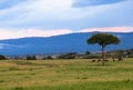 Wild Nature in Maasai Mara National Reserve in Kenya