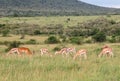 Wild Nature in Maasai Mara National Reserve in Kenya