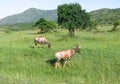 Wild Nature in Maasai Mara National Reserve in Kenya