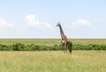 Wild Nature in Maasai Mara National Reserve in Kenya