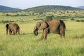 Wild Nature in Maasai Mara National Reserve in Kenya