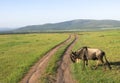 Wild Nature in Maasai Mara National Reserve in Kenya