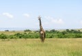 Wild Nature in Maasai Mara National Reserve in Kenya