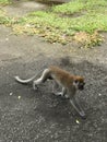 Walking monkey near by monkey temple