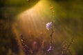 Wild nature meadow detail close-up. Sunset light wallpaper of amazing soft colors and unique bokeh manual vintage lens Helios-40