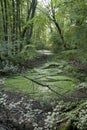 Wild nature. Mysterious forest and swamp. Spring in the forest. Fresh green image. Poster and background.