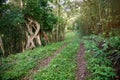 Wild nature park with unpaved road