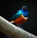 Wild Nature Tropical Blue Bird Black Background Royalty Free Stock Photo