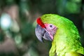 Wild nature. Vibrant parrot at Roatan Honduras. Biodiversity concept. Green parrot tropical bird. Vividly coloured