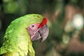 Wild nature. Vibrant parrot at Roatan Honduras. Biodiversity concept. Green parrot tropical bird. Vividly coloured