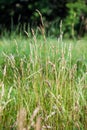 Wild Needle Grass, Nassella tenuissima Royalty Free Stock Photo