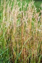 Wild Needle Grass, Nassella tenuissima Royalty Free Stock Photo