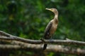 Neotropic Cormorant in rain Royalty Free Stock Photo