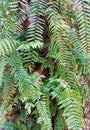 Wild nephrolepis biserrata climb on palm tree Royalty Free Stock Photo