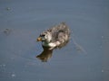 Wild nestling bird fulica atra on lake background Royalty Free Stock Photo