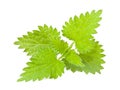 Wild nettle Royalty Free Stock Photo