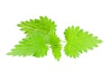 Wild nettle Royalty Free Stock Photo