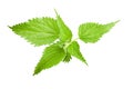 Wild nettle Royalty Free Stock Photo