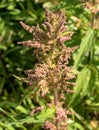 Wild nettle blooms. Close up showing the inflorescence. Royalty Free Stock Photo