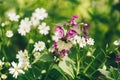 Wild nettle deaf purple lamium purpureum or purple archangel flower plant. Close up