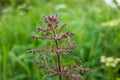 wild nettle flowers isolated